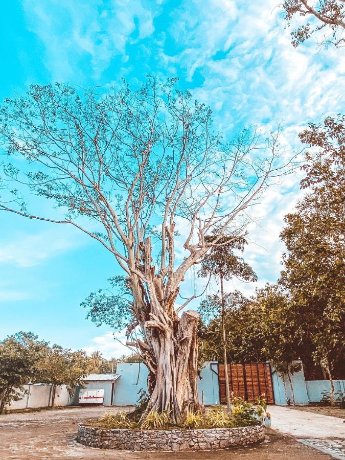 Nivadoo Resort Sigiriya Luaran gambar The tree in 2019